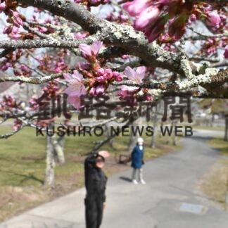 厚岸　子野日公園のサクラ開花(2023-04-29)