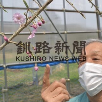 移住３年目の八重桜開花　５０以上のつぼみ成長(2023-05-07)