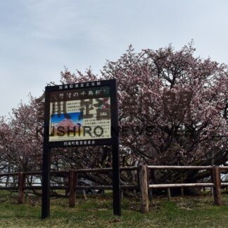 野付の千島桜見頃(2023-05-05)