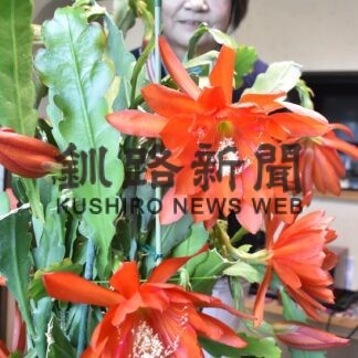 クジャクサボテン葛西さん宅で開花(2023-05-09)