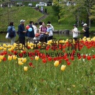 一面のチューリップ 彩り　釧路・きょうまで花フェア(2023-05-28)