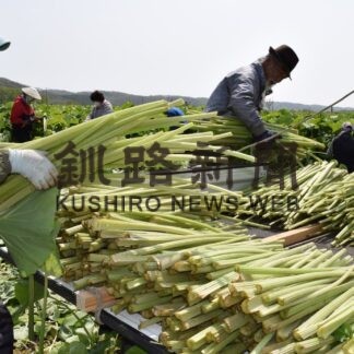 フキ刈り取りに汗　音別の団体今季初収穫(2023-05-18)