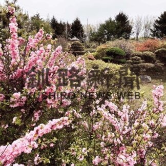 岡村さん宅の庭、日本一遅いツツジ開花(2023-05-21)