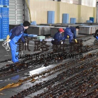 前浜コンブ生育「良好」　貝殻島操業にも期待　歯舞漁協(2023-05-16)