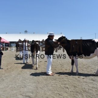 乳牛４８頭の資質審査　共進会、浜中の田村さん最高位(2023-05-14)