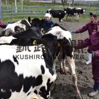 育成牛 元気に育って　市新野牧場で一斉入牧(2023-05-25)