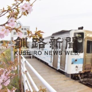 チシマザクラ満開　根室の標本木、開花からわずか２日で(2023-05-06)