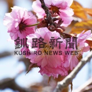 「鶴居丹頂八重」を名物に　〝花咲かじいさん〟奮闘　さくら保護、開花へ(2023-05-20)