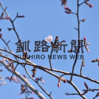 サクラ開花、７年ぶりに終着地脱出(2023-05-02)