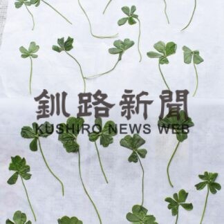 四～七つ葉クローバー発見　成澤さん、別海で２３個【釧路市】(2023-06-15)