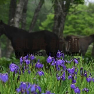 ２４日からあっけしあやめまつり【厚岸】(2023-06-16)