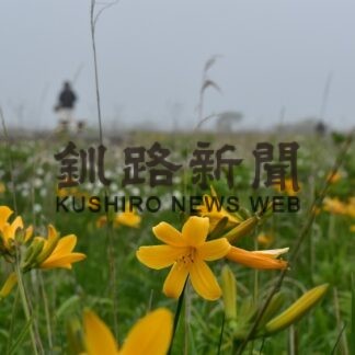 エゾカンゾウ見頃【浜中】(2023-06-19)