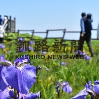 アヤメの群落お出迎え、厚岸でまつり【厚岸】(2023-06-26)
