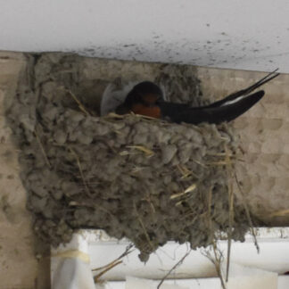 のんき家にツバメの巣　ひな生まれるの楽しみ【釧路市】(2023-07-06)