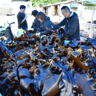 羅臼昆布あめ色の輝き　漁初日「実入りまずまず」【羅臼】(2023-07-19)