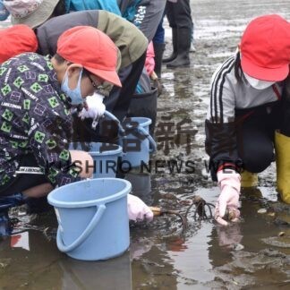 アサリ標識貝を採集　海星学校児童が地域学習【根室】(2023-07-08)