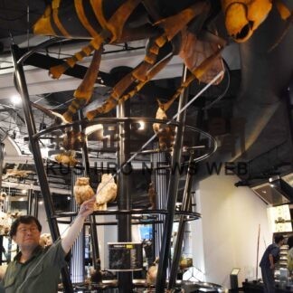 市立博物館で巨大な昆虫模型一般公開【釧路市】(2023-07-18)