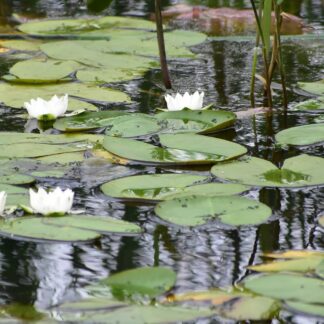 希少種エゾベニヒツジグサの花　水面でかれんに【根室】(2023-08-04)