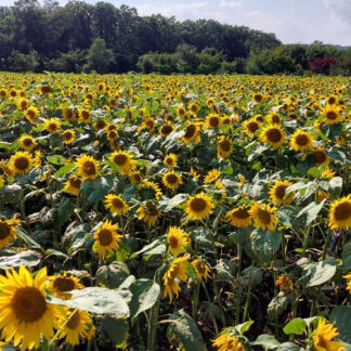 開陽の丘 ヒマワリ満開【中標津】(2023-08-03)