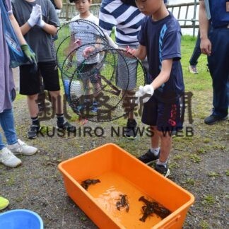 ウチダザリガニの生態学ぶ　春採湖で捕獲体験【釧路市】(2023-08-23)