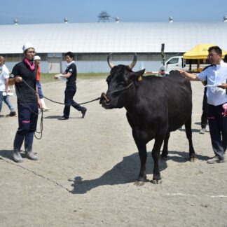 地元黒毛和牛 評価は？　釧路で共進会【釧路市】(2023-08-10)