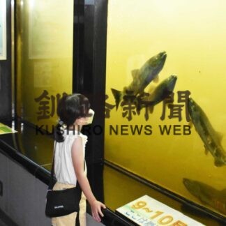サケの遡上を観察 家族連れにぎわう　サーモン科学館【標津】(2023-09-18)