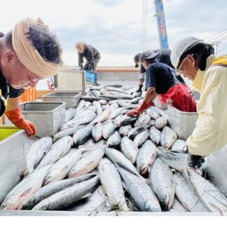 秋サケ初水揚げ　初日１７㌧、管内でも順次【白糠】(2023-09-05)