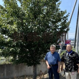 釧路の桜、福島で成長　贈る会の濱木会長 現地で確認【釧路市】(2023-09-06)