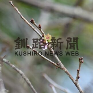 季節外れにサクラ開花　高い気温が作用？【標茶】(2023-10-01)