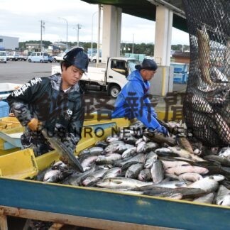 跳ねる銀りん 浜に活気　秋サケ定置網漁始まる【標津、羅臼、別海】(2023-09-10)