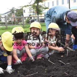 お芋豊作でホクホク　ひぶな幼稚園で収穫【釧路市】(2023-09-19)