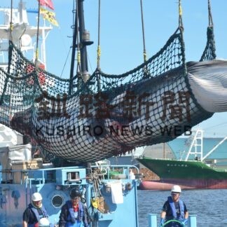 クジラ１頭 初水揚げ　釧路沖で商業捕鯨始まる【釧路市】(2023-09-04)