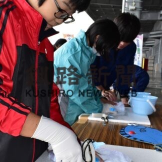 マツカワ稚魚大きく育って　児童が識別用タグ付け放流【厚岸】(2023-10-05)