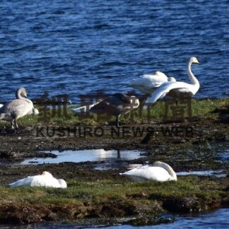 オオハクチョウ１１３１羽飛来　根室で第１回調査【根室】(2023-10-26)