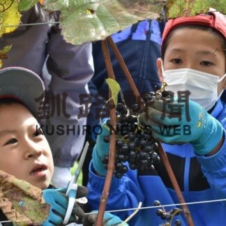 児童がブドウ収穫体験【弟子屈】(2023-10-17)