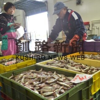 シシャモ初水揚げ３㌧　白糠漁港【白糠】(2023-10-25)