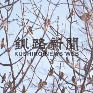 レンジャク枝に鈴なり　春採湖【釧路市】(2023-11-27)