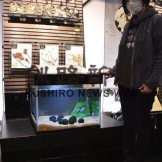 ４０周年記念で博物館のマリモ常設展リニューアル【釧路市】_1(2023-11-10)