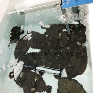 【元旦号6B】釧根水産_2(2024-01-01)