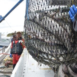 秋サケ漁獲伸びず　高水温影響、根室３０％減、釧路１１％増(2023-12-10)