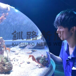 釧之助２階水族館にクロウミウマ、来年の干支「辰」観賞を【釧路町】_1(2023-12-25)