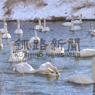 オオハクチョウ優雅に　仁々志別川に今年も飛来【釧路市】(2024-01-12)