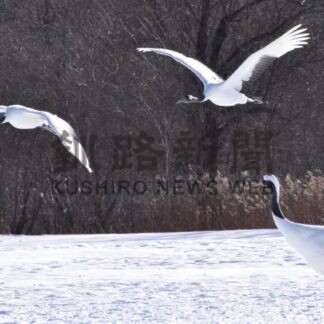 タンチョウ飛来本格化　２０日、阿寒国際ツルセンターでイベント【釧路市】(2024-01-17)
