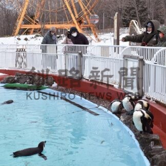 ペンギン元気に泳ぐ　釧路動物園営業スタート【釧路市】(2024-01-06)