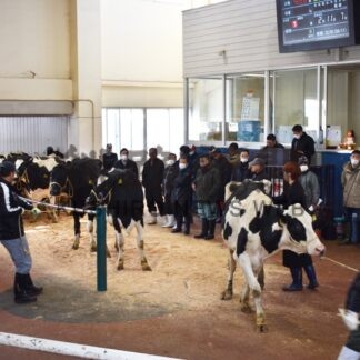 初妊牛価格上向き　ホクレン家畜市場初競り【中標津】(2024-01-11)