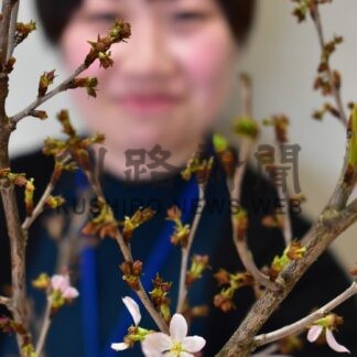 小さな春の便り到来　村山市から「啓翁桜」【厚岸】(2024-01-20)