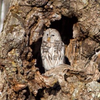 鶴居村フォトコンテスト２０２３㊦【鶴居】_3(2024-01-05)