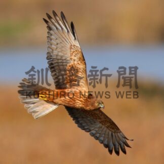 「チュウヒ」保護計画　来年度からスタート　日本野鳥の会【札幌】(2024-02-23)