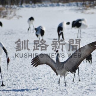 鶴居の鶴見台にカナダヅル飛来【鶴居】(2024-02-02)