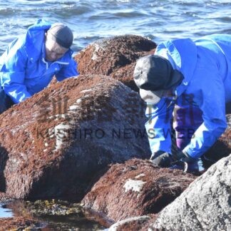 冬の風物詩〝ガリガリ〟　フノリ漁始まる【根室】(2024-02-03)